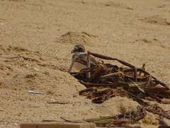 Charadrius hiaticula