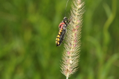 Rhynocoris segmentarius