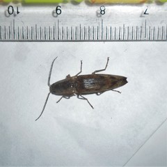 Conoderus fuscofasciatus