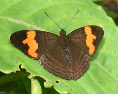Adelpha irmina