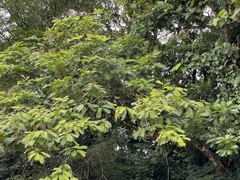 Pentaclethra macroloba