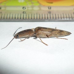 Conoderus fuscofasciatus