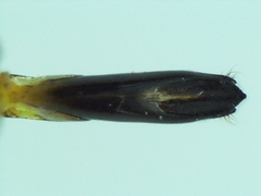 Agrilus neoprosopidus