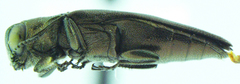 Agrilus neoprosopidus