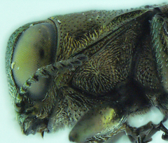 Agrilus neoprosopidus