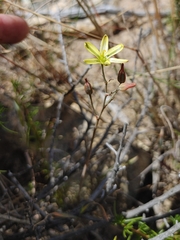 Albuca suaveolens