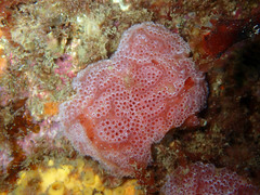 Aplidium elegans