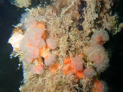 Morchellium argus