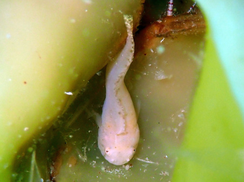 Montagu's Seasnail