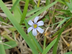 Sisyrinchium biforme