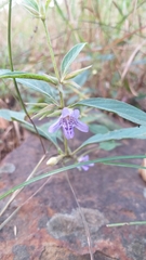 Dyschoriste linearis