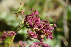 Aceria vitalbae