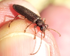 Oxypleurus nodieri