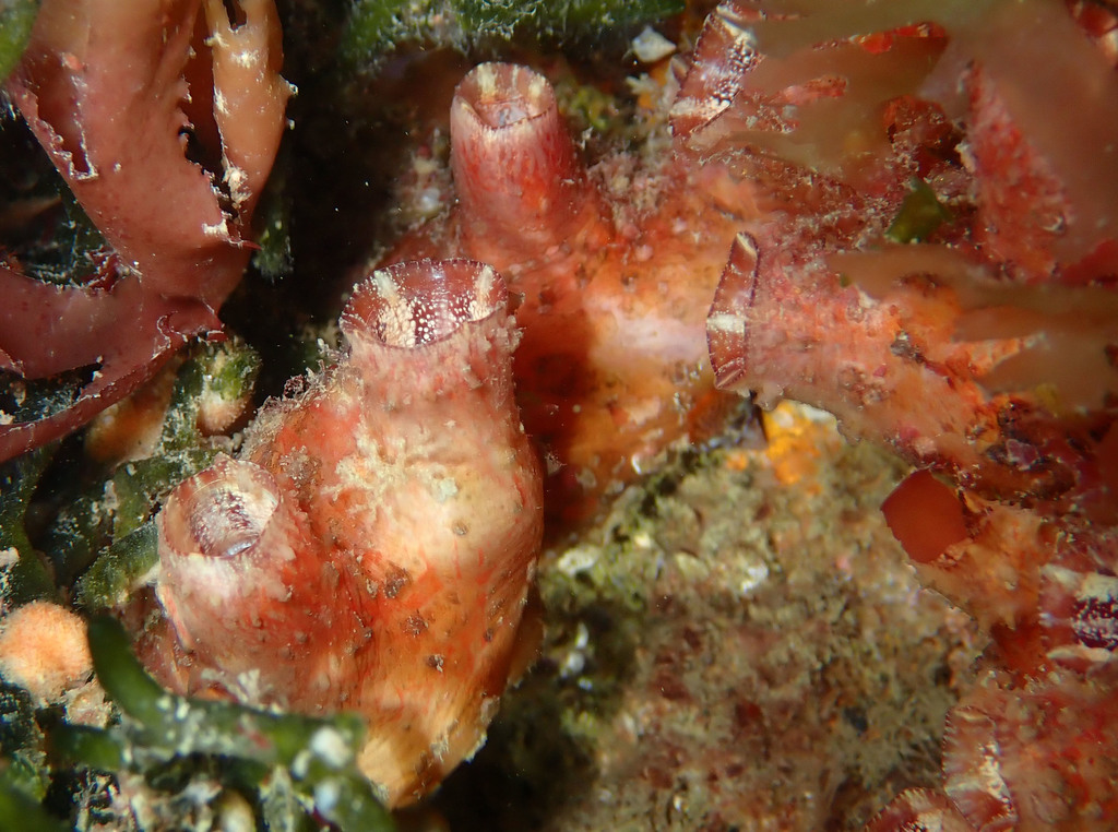 Compass Sea Squirt