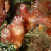 Compass Sea Squirt - Photo (c) Sylvain Le Bris, some rights reserved (CC BY-NC), uploaded by Sylvain Le Bris