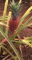 Ananas comosus comosus