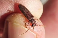 Oxypleurus nodieri