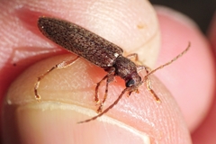 Oxypleurus nodieri