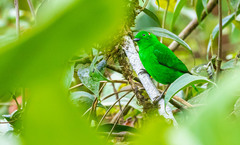 Chlorochrysa phoenicotis