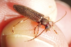 Oxypleurus nodieri