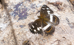 Janatella fellula