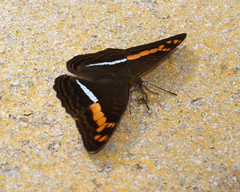 Adelpha olynthia