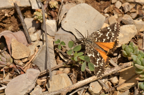Athroolopha pennigeraria