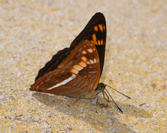 Adelpha olynthia