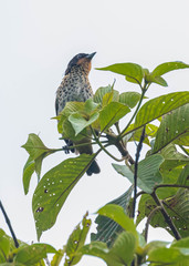 Ixothraupis rufigula