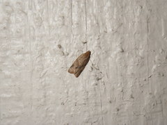 Clepsis peritana