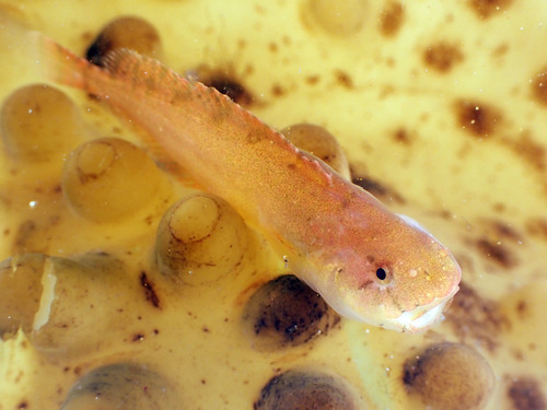 Montagu's Seasnail