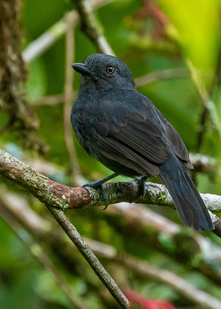 Batará Unicolor, Thamnophilus unicolor