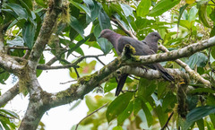 Patagioenas plumbea