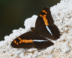 Adelpha olynthia