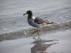 Larus belcheri