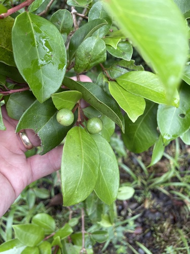 Psidium friedrichsthalianum - Leaves