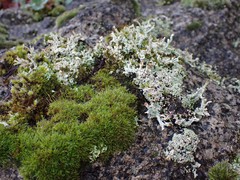 Cladonia