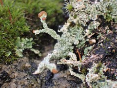 Cladonia