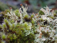 Cladonia