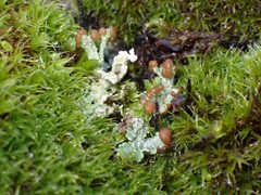 Cladonia