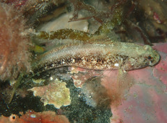 Gobius couchi