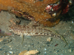 Gobius couchi