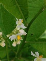 Solanum argentinum