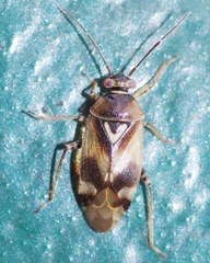 Orthops basalis