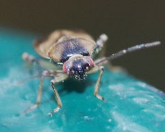 Orthops basalis