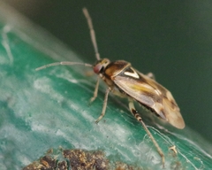 Orthops basalis