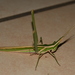 Common Stick Grasshopper - Photo (c) copper, some rights reserved (CC BY-NC), uploaded by copper