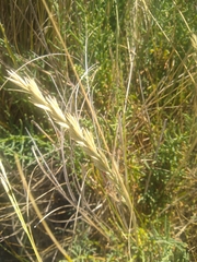 Elymus scabrifolius