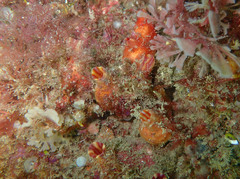 Microcosmus claudicans