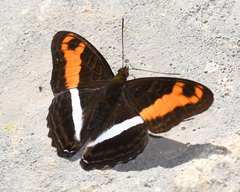 Adelpha sichaeus
